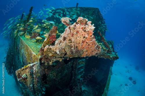 Blue-Stripped Grunts (Haemulon sciurus) on the Carib Cargo divesite off the Dutch Caribbean island of Sint Maarten