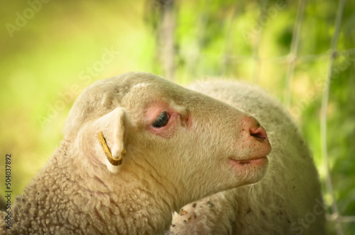 Closeup portrait of a  very cute, flurry wooly white lamb i