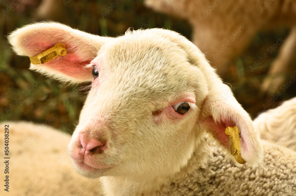 Closeup portrait of a very cute, flurry wooly white lamb i Closeup portrait of a very cute, flurry wooly white lamb i