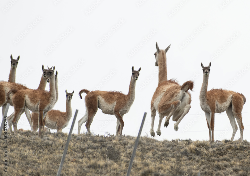Guanacos dot the mountainous countryside of Argentina. Guanacos dot the mountainous countryside of Argentina.