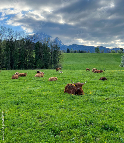 A herd of bulls lies on the green grass