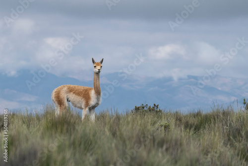 Guanacos dot the mountainous countryside of Argentina.
