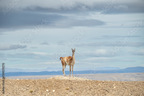 Guanacos dot the mountainous countryside of Argentina.