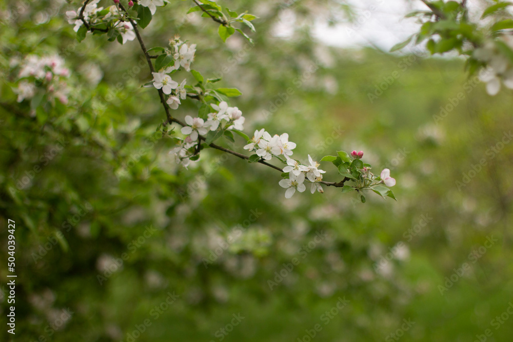tree flowers