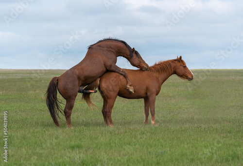 Mating a pair of horses in a green meadow