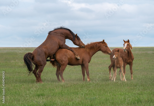 Mating of a pair of horses on a green meadow in the presence of foals photo