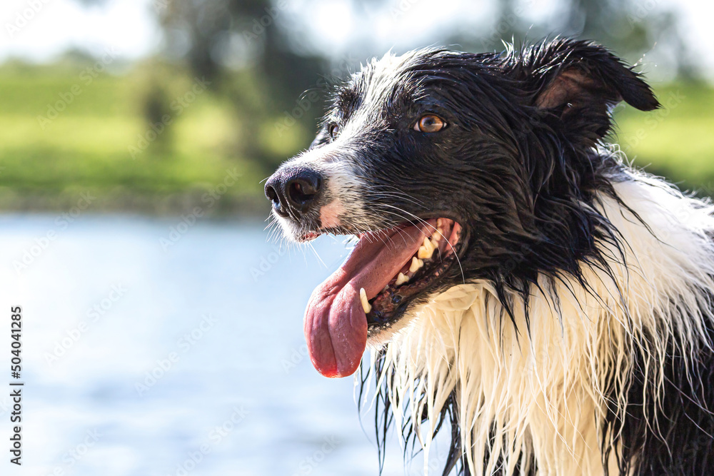 Fototapeta premium Portrait of a border collie dog having fun at a gravel beach bank of a river in summer outdoors