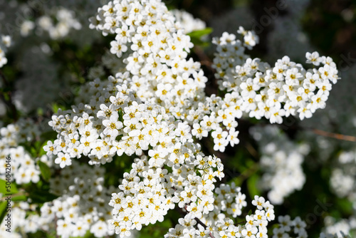 Daisies. Bush. Grefsheim. Blooming daisies