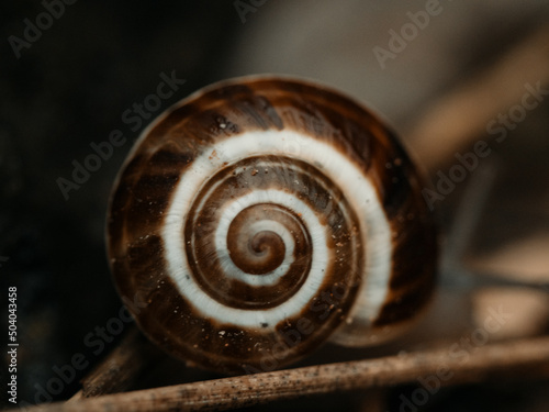 Snail shell close-up with a blurred background