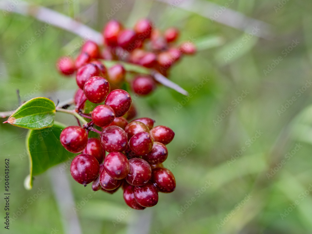 closeup photo of a bunch of a small red berries on a bush