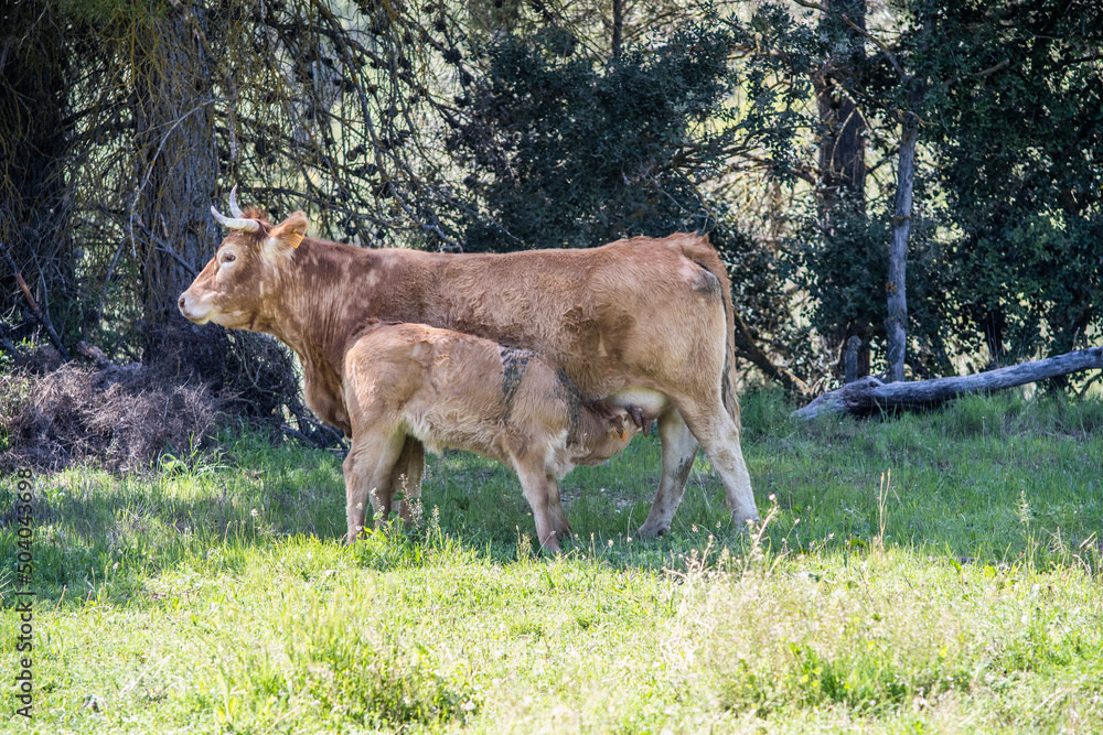 cows and young cows of white and brown colors eating in nature cows and young cows of white and brown colors eating in nature