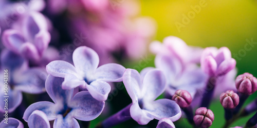 Vibrant scene of lilac flowers. Violet and purple very peri color of the year. Macro shot. Natural floral background