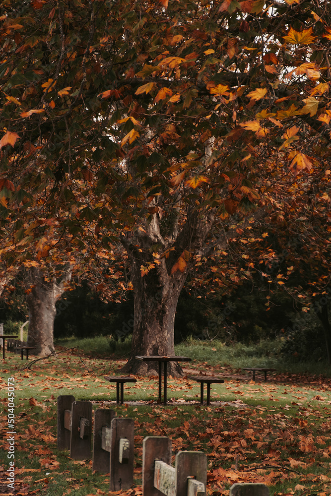 autumn in the park autumn in the park