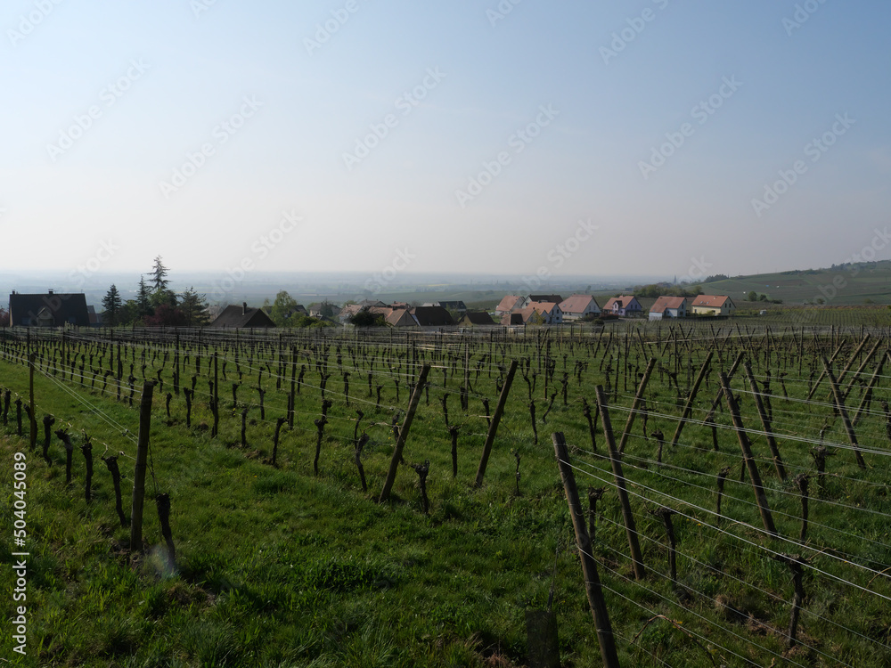 Waagrechtes Weinanbaugebiet unterhalb der Hohkönigsburg (Haut Koenigsbourgh) bei Orschwiller im Elsass