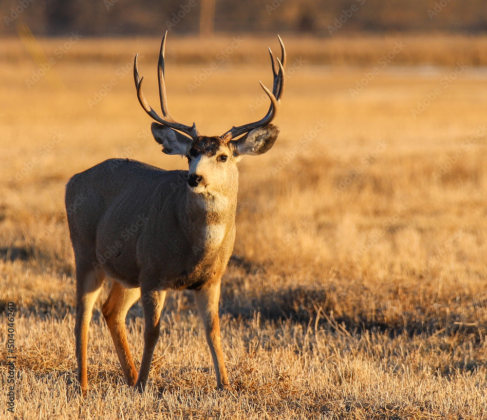 Fototapeta premium deer in the wild