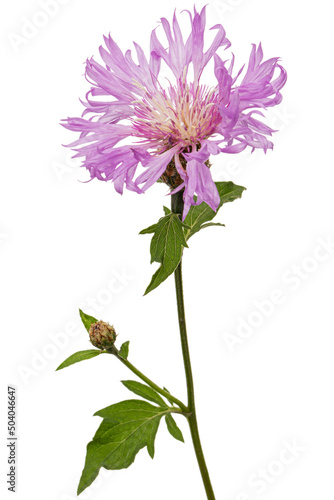 Purple flower of cornflower, lat. Centaurea, isolated on white background