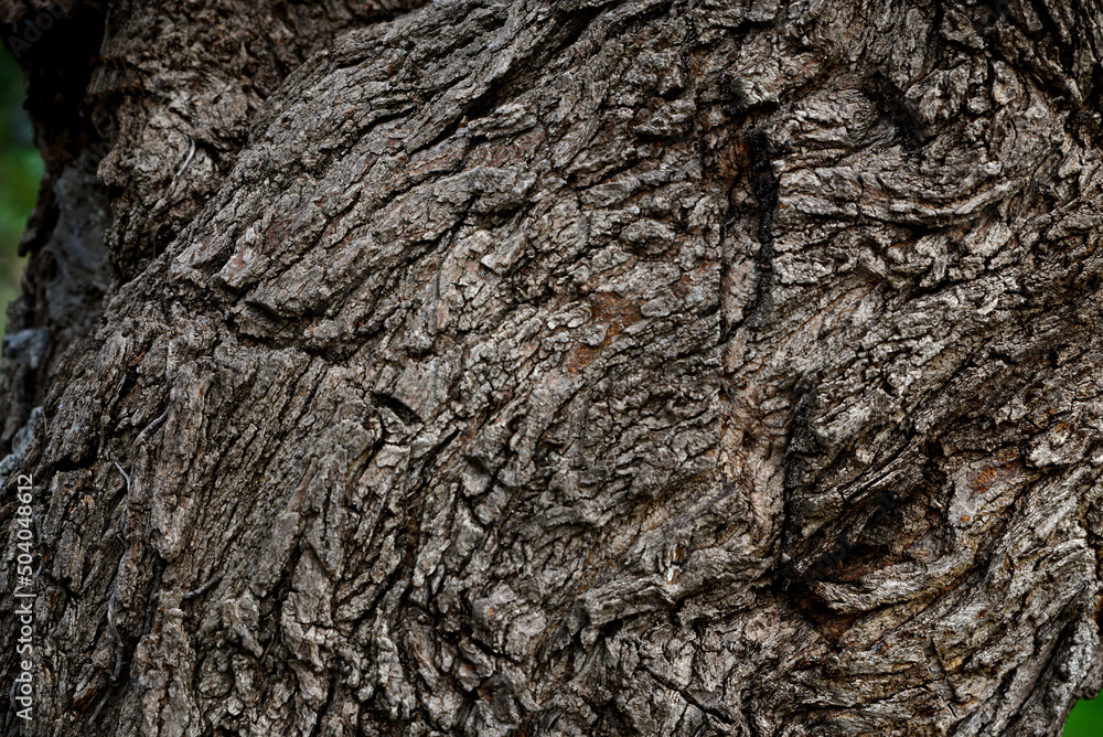 Texture of tree trunk as background, closeup view Texture of tree trunk as background, closeup view