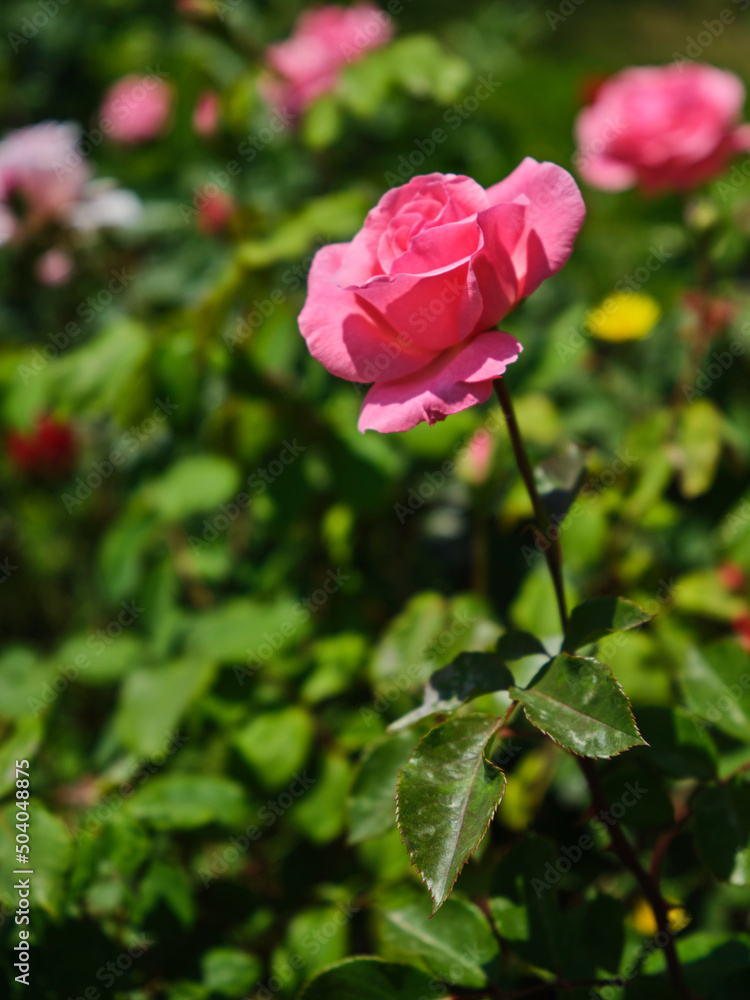 beautiful pink roses in summer