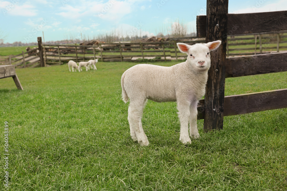 Fototapeta premium Cute lamb near wooden fence on green field, space for text