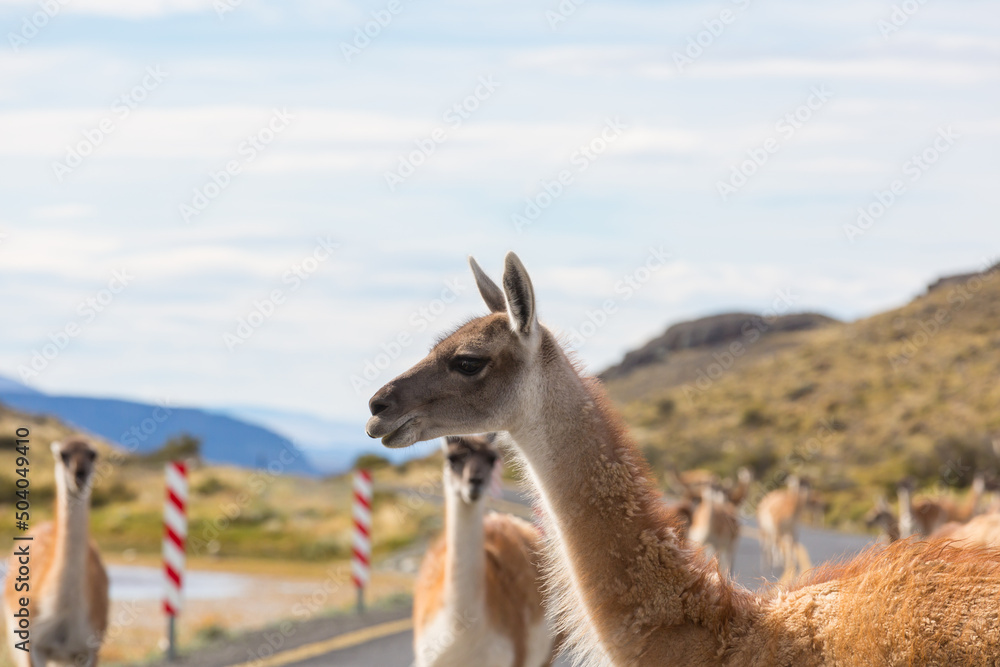 Obraz premium Guanaco