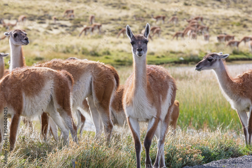 Guanaco Guanaco