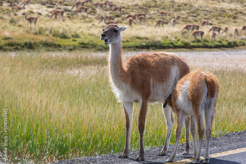 Guanaco