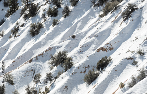 Texture of Snowy Hillside In Bryce