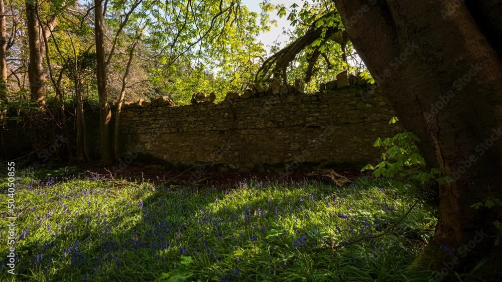 Time Lapse of Bluebells Forest walk path along stonewall during spring time in natural park in Ireland. Time Lapse of Bluebells Forest walk path along stonewall during spring time in natural park in Ireland.