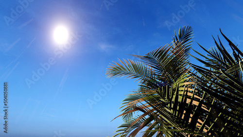 Coconut tree foliage on blue sky background and summer sun. 3D rendering