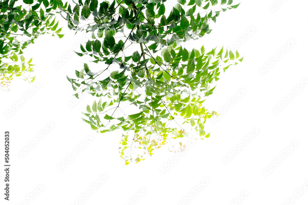 Tall trees and green leaves on a white background, gray sky on a day when the back is overcast from rain. There is no sun, overcast, shady, causing to see beautiful leaves.