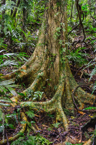 Dense rainforest vegetation along the Lyrebird Link track - Dorrigo, NSW, Australia