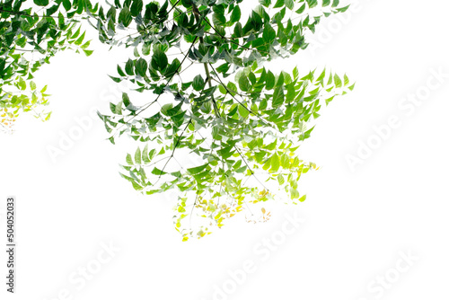 Tall trees and green leaves on a white background, gray sky on a day when the back is overcast from rain. There is no sun, overcast, shady, causing to see beautiful leaves.