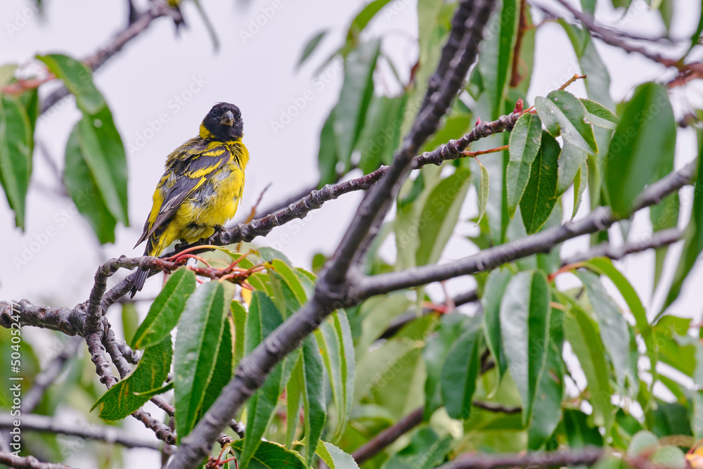 Hooded Siskin (Spinus magellanicus), beautiful specimen perched on the branches of a tree. Hooded Siskin (Spinus magellanicus), beautiful specimen perched on the branches of a tree.