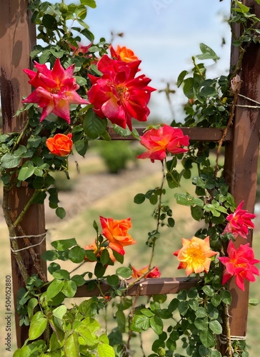 Fototapeta Naklejka Na Ścianę i Meble -  red flowers in a garden