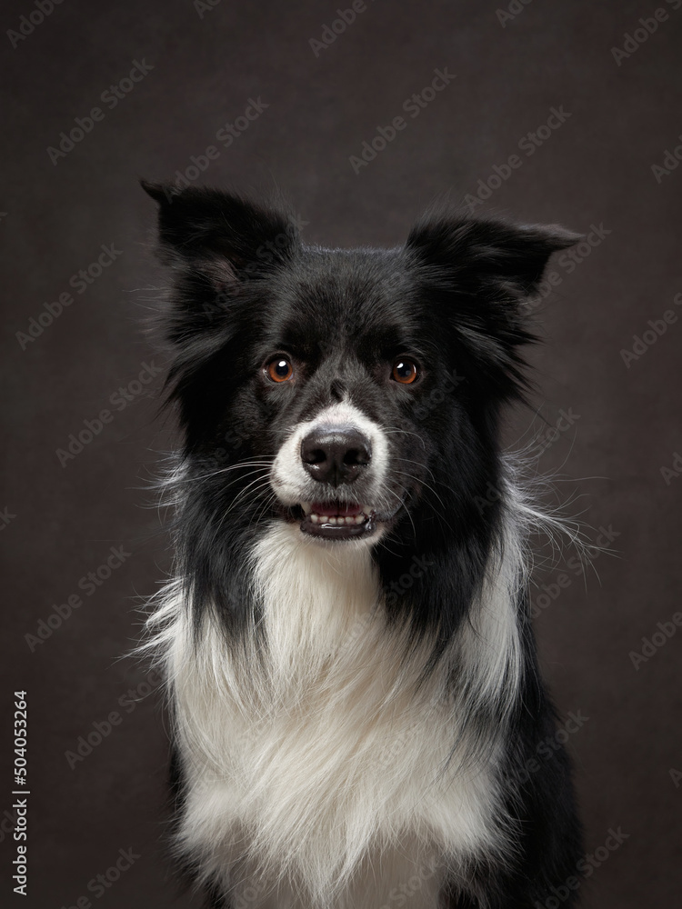 portrait black and white border collie on a brown background canvas. Adorable pet in the studio