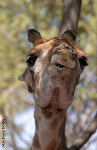 Giraffe with open mouth smirk in the Serengeti in Africa