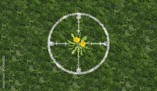 Targeting weeds and yard weed problem as dandelion flowers as an unwanted plant on green grass targeted as a symbol for herbicide use in the garden or gardening for lawn care.