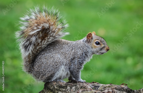 Fotografiet Gray squirrel poses on a tree stump in the park on a spring day.