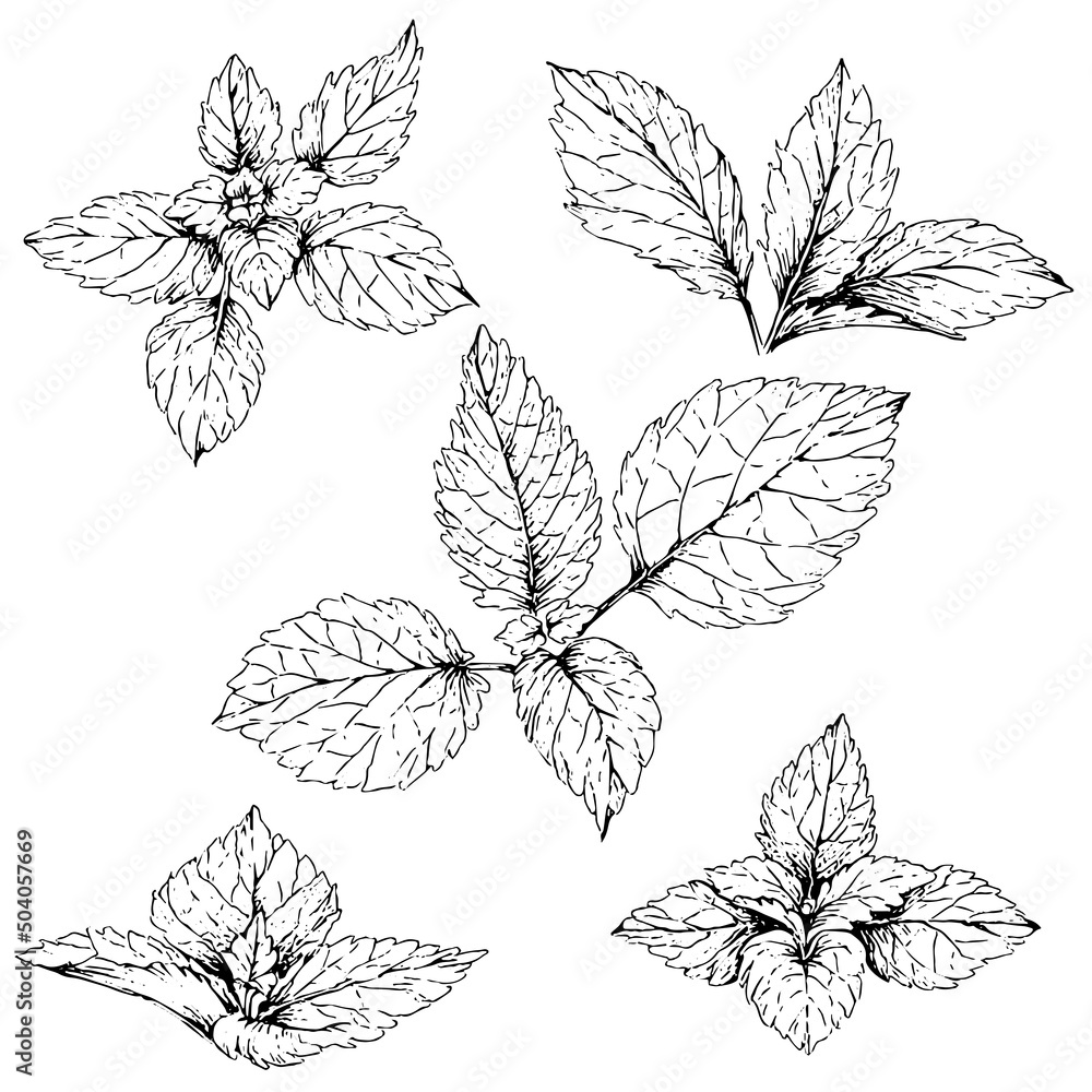 hand drawn illustration of lemon balm leaves, isolated on white background