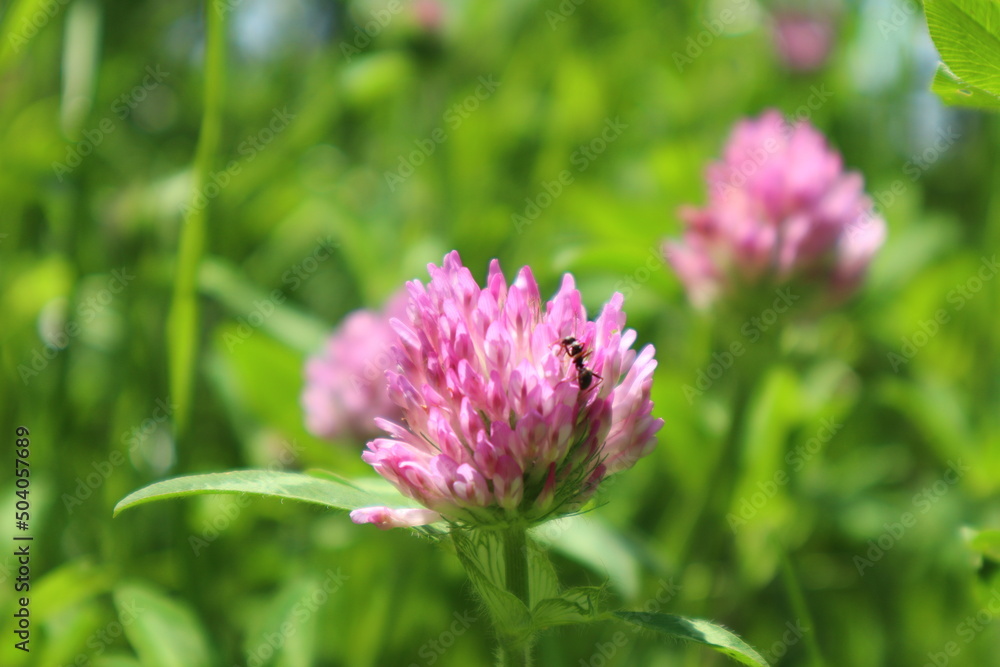 5月の花6 5月の花6