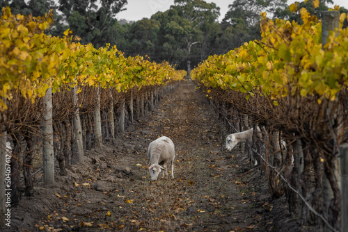 Australian Countryside Agriculture Scenery in Autumn. Sheep grazing along Grape Vines in Maclaren Vale, Wine Region of South Australia photo