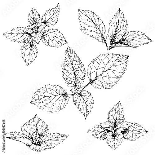 hand drawn illustration of lemon balm leaves, isolated on white background photo