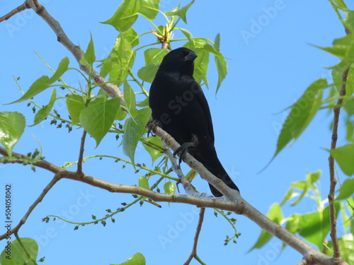crow on a tree © Maria del pilar 
