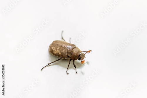 An adult cockchafer isolated on white background. A wild beetle belongs to scarabaeidae family. 