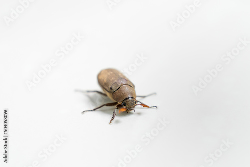 An adult cockchafer isolated on white background. A wild beetle belongs to scarabaeidae family.
