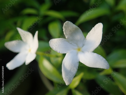Tabernaemontana divaricata or better known as pinwheel flower  crape jasmine  East India rosebay and Nero s crown. In Indonesia  this ornamental plant is generally referred to as mondokaki  wari.