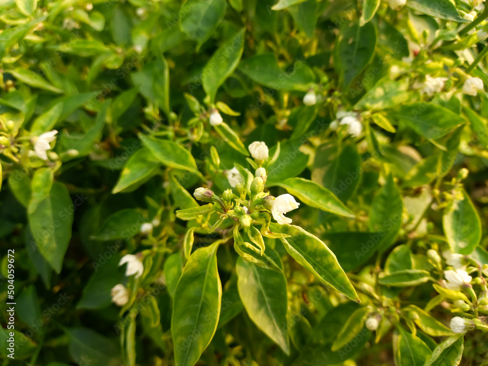 Chilli thrips symptom clear with upward curling and boat shaped leaves with natural back ground - scirtothrips dorsalis Chilli thrips symptom clear with upward curling and boat shaped leaves with natural back ground - scirtothrips dorsalis