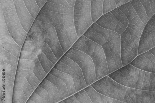 black and white Teak leaf close up photo