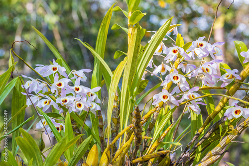 Dendrobium nobile Lindl., Beautiful rare wild orchids in tropical forest of Thailand. photo