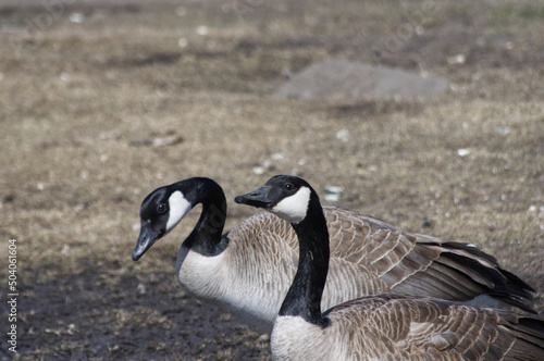 Canada Goose on the ground © RiMa Photography
